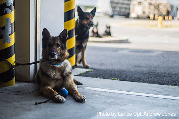 Marine Corps Air Station Iwakuni, Japan, March 13, 2018 - Japanese working dogs wait for their turn to perform a search at Marine Corps Air Station. The training brought Japanese K-9 handlers from the Japan Maritime Self-Defense Force Kure Repair Supply Facility Petroleum Terminal unit and the Hiroshima Police Headquarters to the air station, where they practiced detecting explosives with K-9’s.